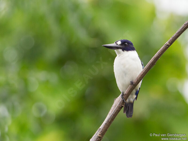 Blue-and-white Kingfisher male adult