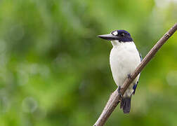 Blue-and-white Kingfisher