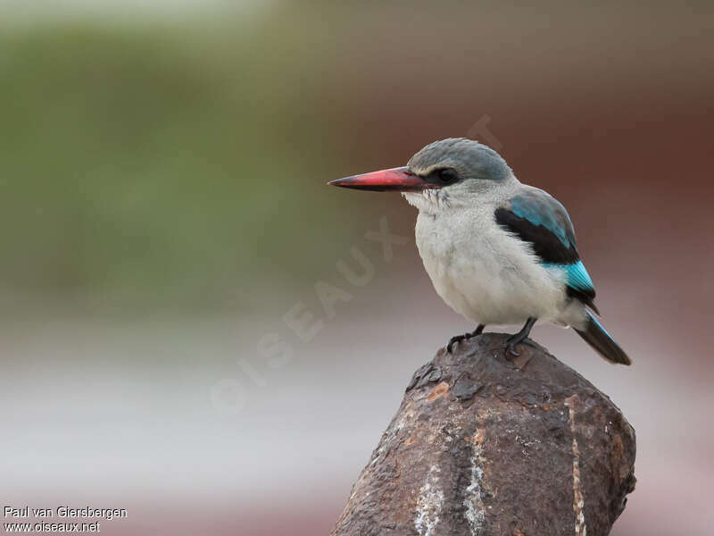 Martin-chasseur du Sénégaladulte, pigmentation, Comportement