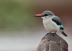 Woodland Kingfisher