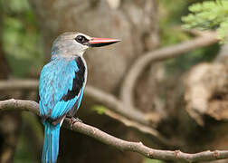 Woodland Kingfisher