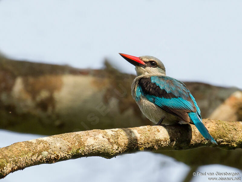 Woodland Kingfisher