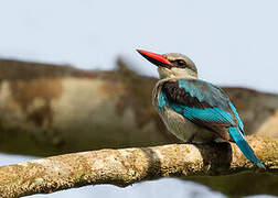 Woodland Kingfisher