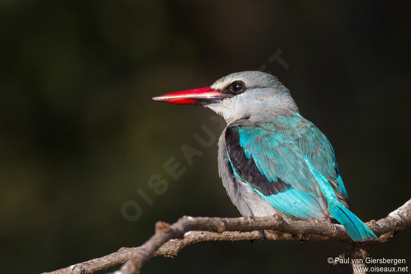 Woodland Kingfisher