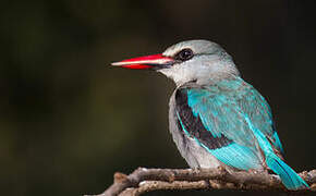 Woodland Kingfisher