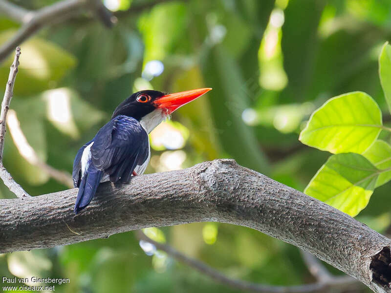 White-rumped Kingfisheradult