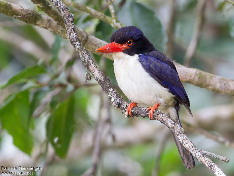 Glittering Kingfisheradult, identification