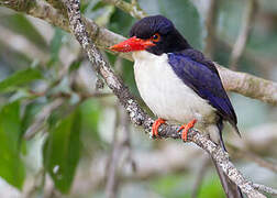 White-rumped Kingfisher