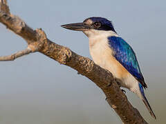 Forest Kingfisher