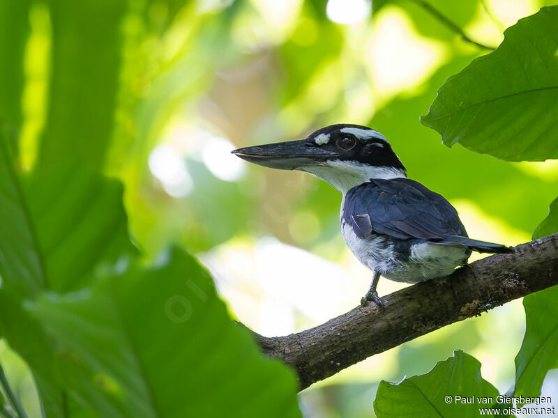 Sombre Kingfisher