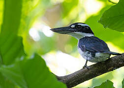 Sombre Kingfisher