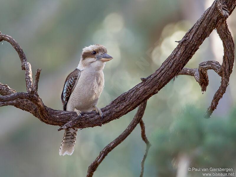 Laughing Kookaburra