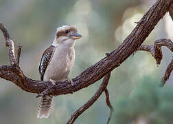 Laughing Kookaburra