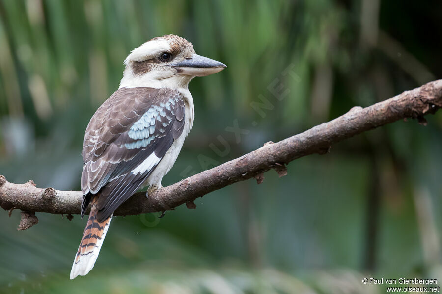 Laughing Kookaburraadult