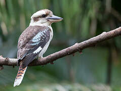 Laughing Kookaburra