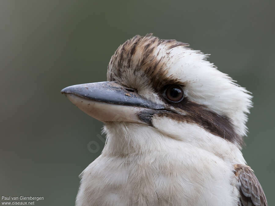 Laughing Kookaburraadult, close-up portrait, aspect