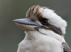 Laughing Kookaburra