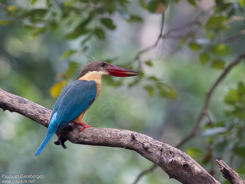 Stork-billed Kingfisheradult, identification