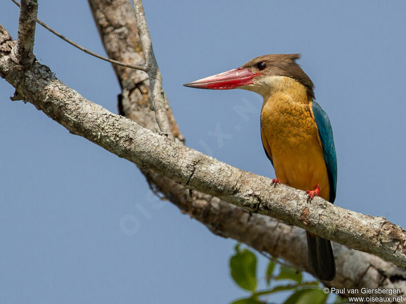 Stork-billed Kingfisheradult