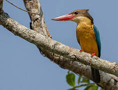 Stork-billed Kingfisher