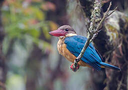 Stork-billed Kingfisher