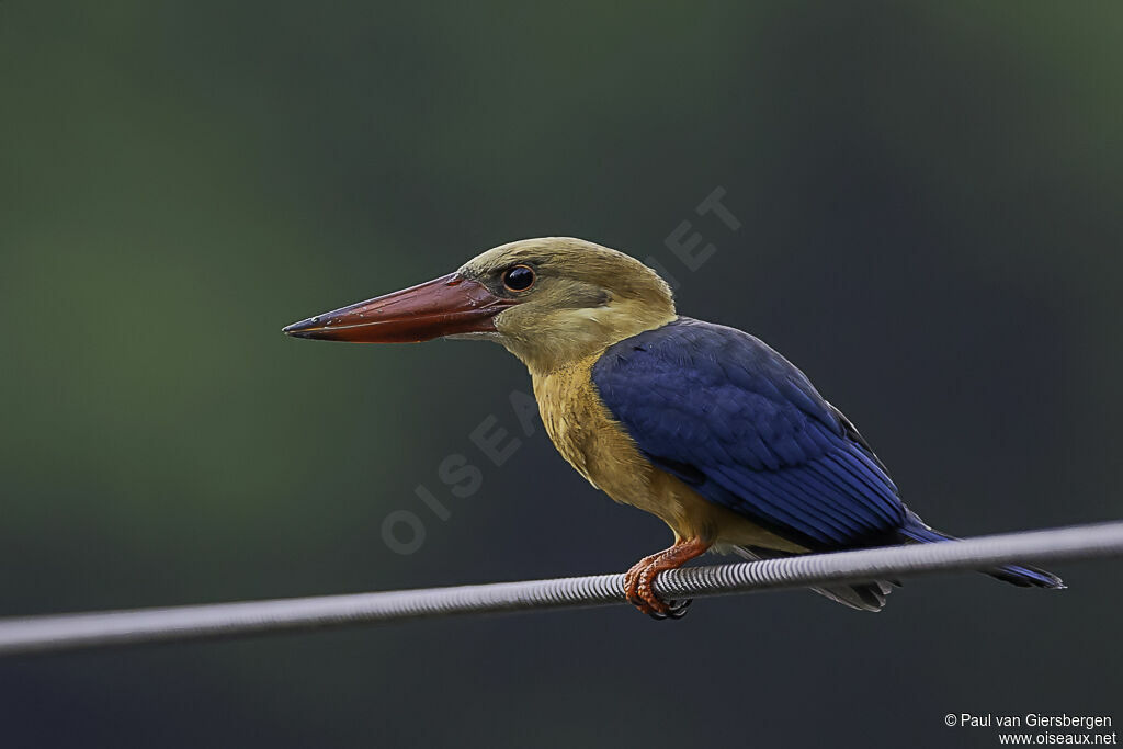 Stork-billed Kingfisheradult