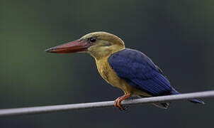 Stork-billed Kingfisher