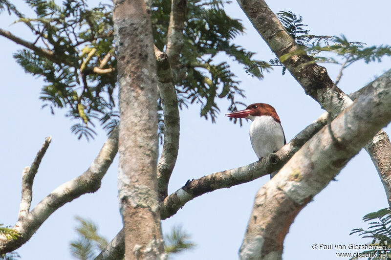 Chocolate-backed Kingfisheradult, habitat