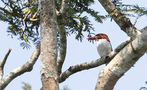 Chocolate-backed Kingfisher