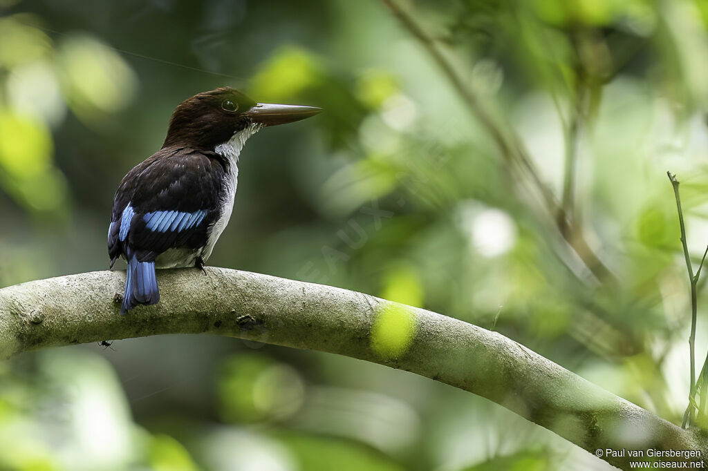 Chocolate-backed Kingfisheradult