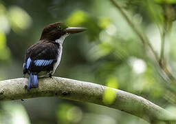 Chocolate-backed Kingfisher