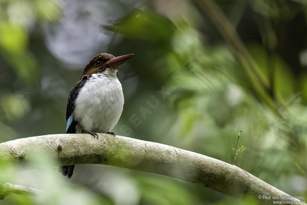 Chocolate-backed Kingfisheradult