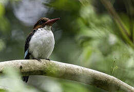 Chocolate-backed Kingfisher