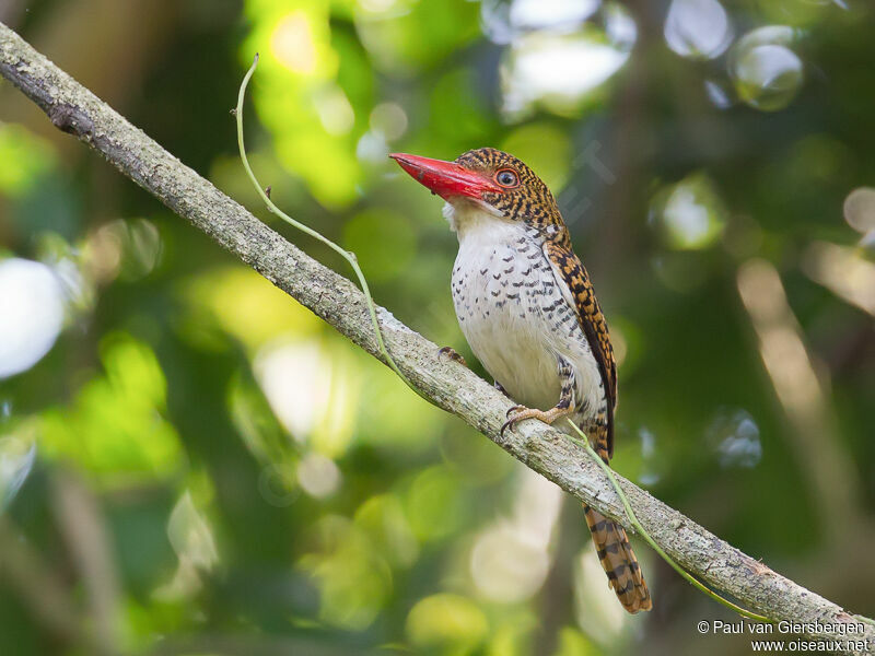 Banded Kingfisher female adult