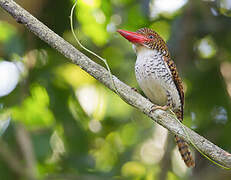 Banded Kingfisher