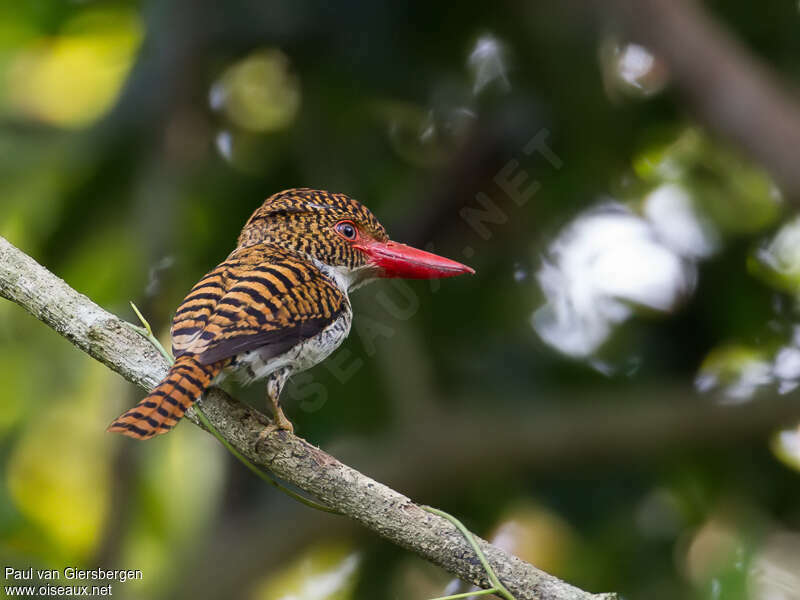 Banded Kingfisher female adult, identification