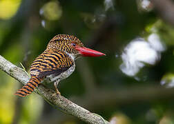 Banded Kingfisher