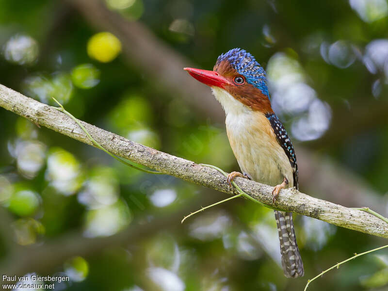 Banded Kingfisher male adult, Behaviour