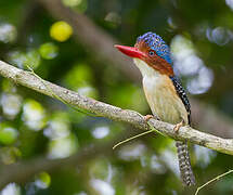 Banded Kingfisher