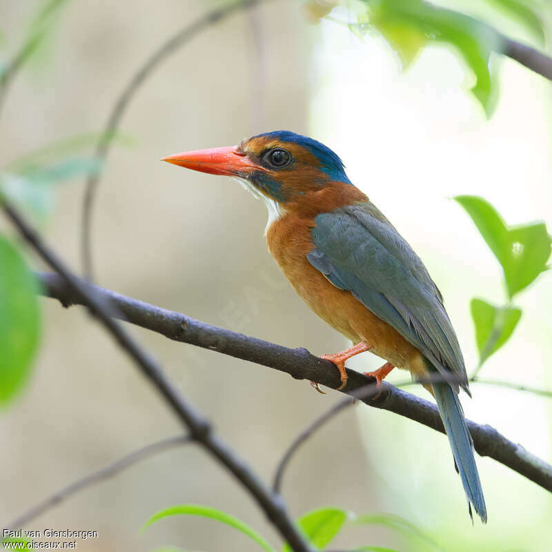 Green-backed Kingfisher female adult, identification