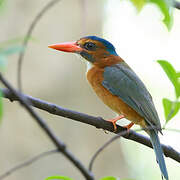 Green-backed Kingfisher