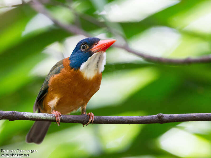 Green-backed Kingfisher male adult, identification