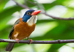 Green-backed Kingfisher