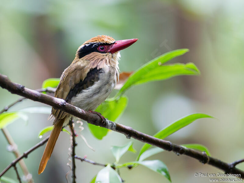 Sulawesi Lilac Kingfisher