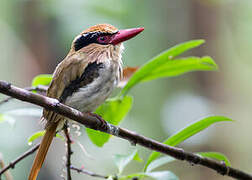 Lilac Kingfisher