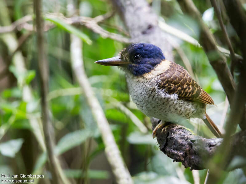 Scaly-breasted Kingfisher male adult, identification