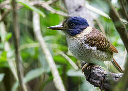 Scaly-breasted Kingfisher