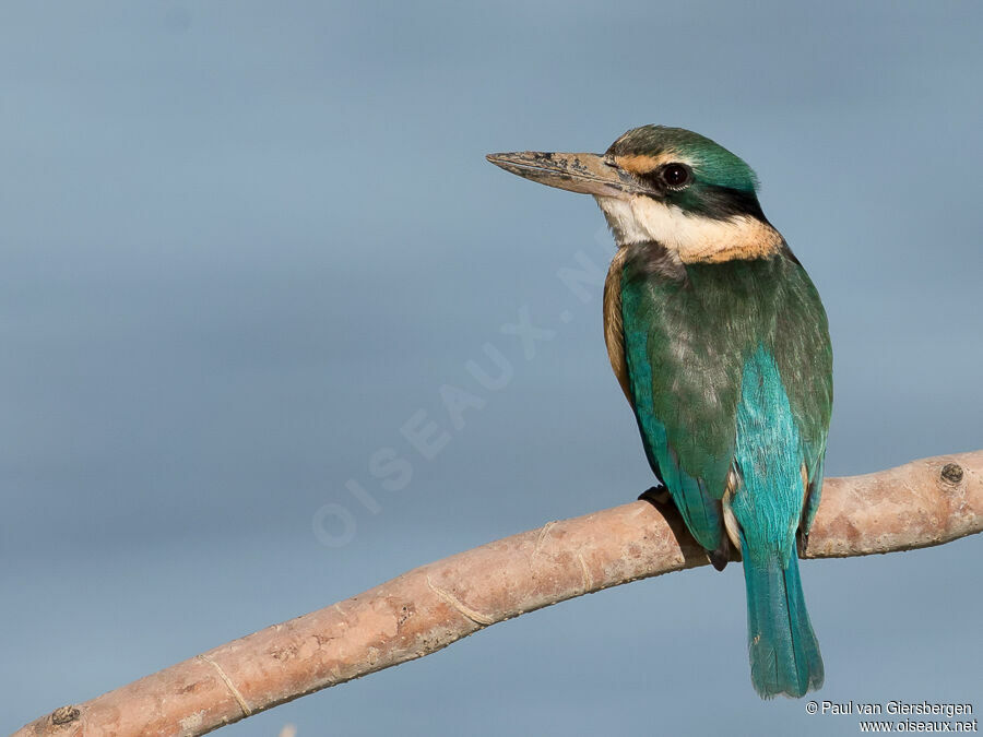 Sacred Kingfisheradult