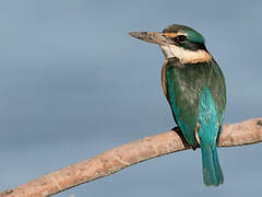 Sacred Kingfisher