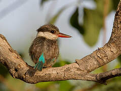 Striped Kingfisher